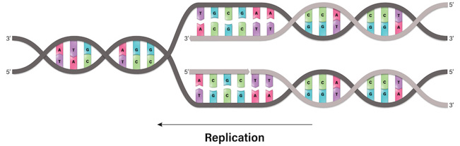 A double helix of DNA getting copied into two double helices.