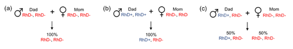 Different parent/child combinations for Rh