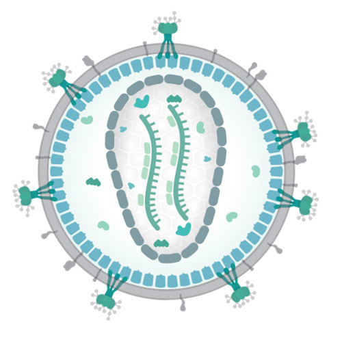 Human immunodeficiency virus.