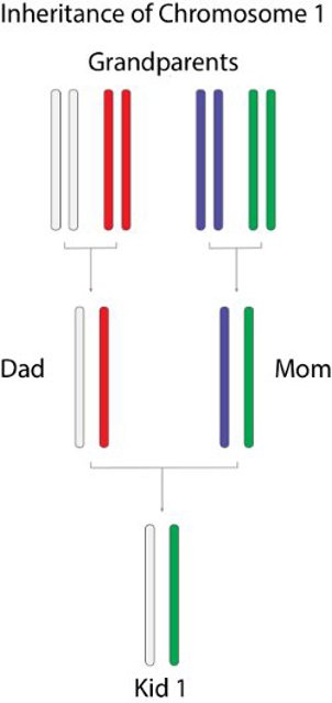 Chromosome inheritance.