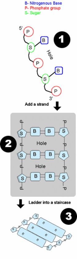 DNA structure.