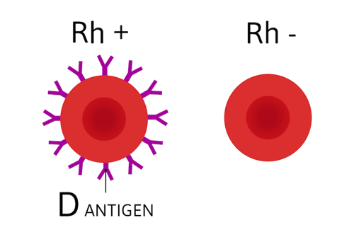 Blood cell with D antigen.