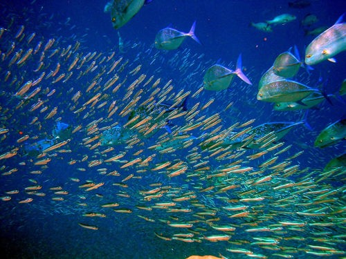 School of fish