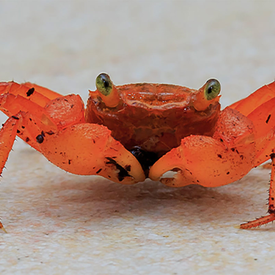 Crab on beach.