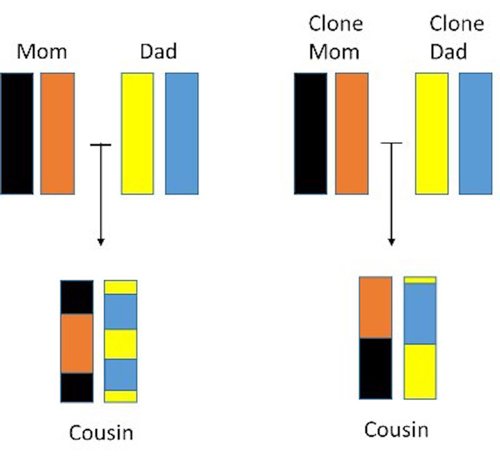 Recombination inheritance