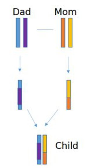 Recombination.