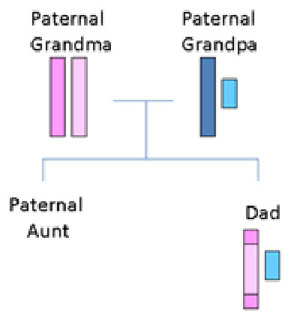 Chromosomes in a family tree.