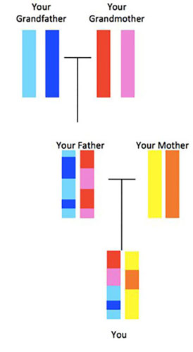 DNA from grandparents.