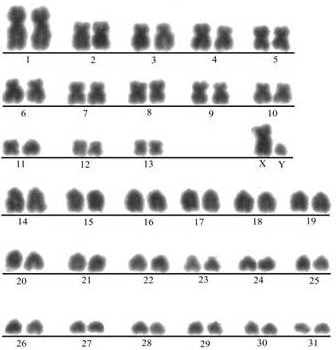 Horse chromosomes.