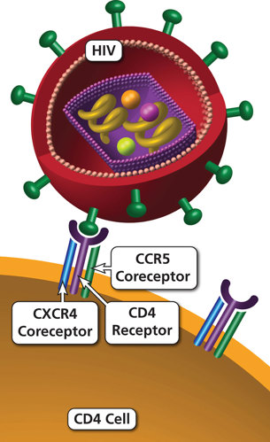 HIV virion binding to cell surface receptor.