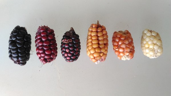 Different colored corn