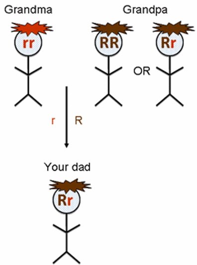 Inheritance in a family.