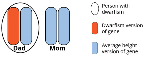 One parent with dwarfism.