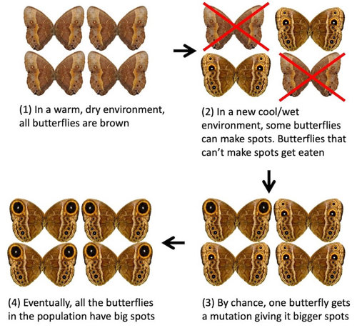 Bicyclus butterflies.