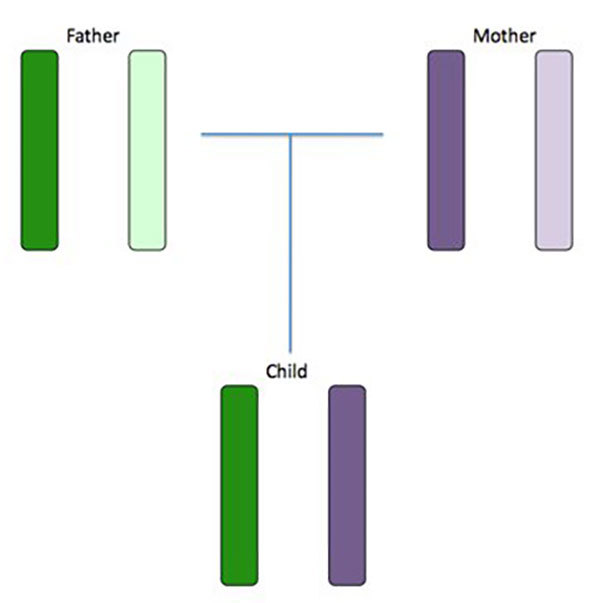 Chromosome inheritance.