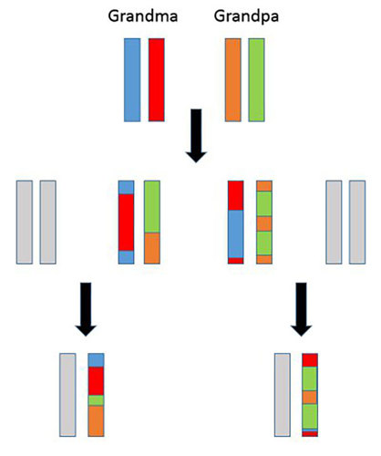 Inheriting chromosomes across three generations.