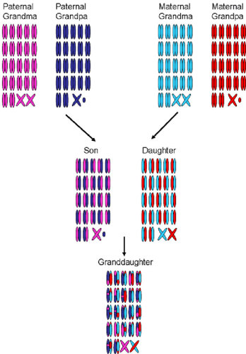 Pairs of chromosomes inherited over three generations.