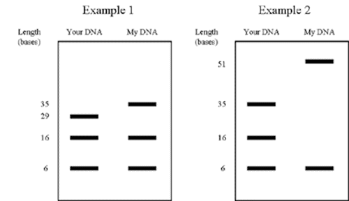 Gel band patterns