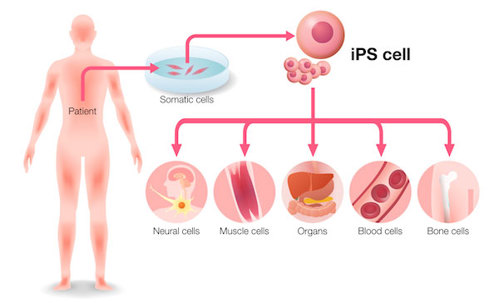 Stem cells.