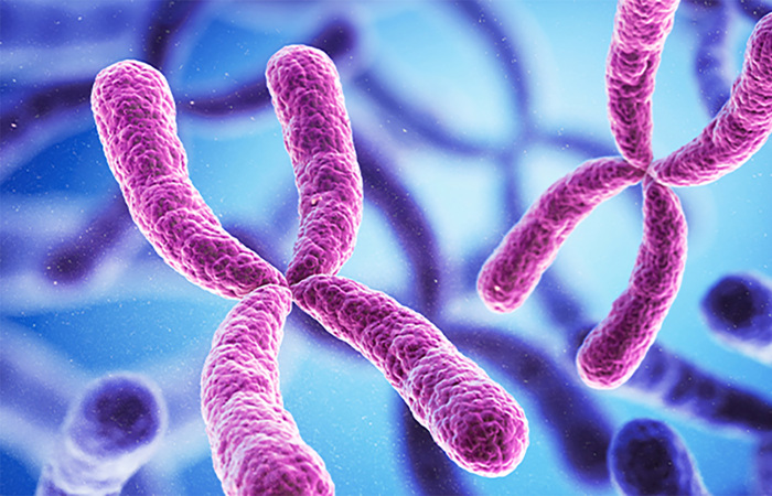 3D rendering chromosomes.