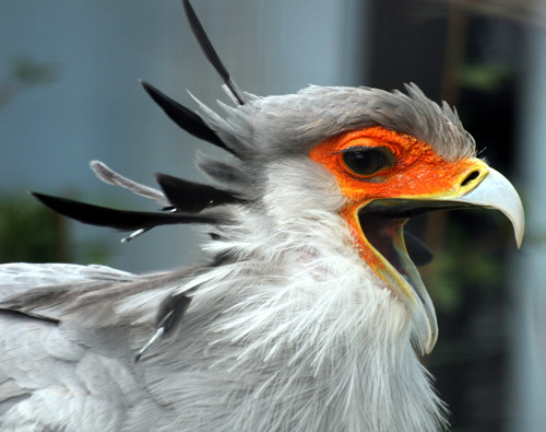 Secretary bird