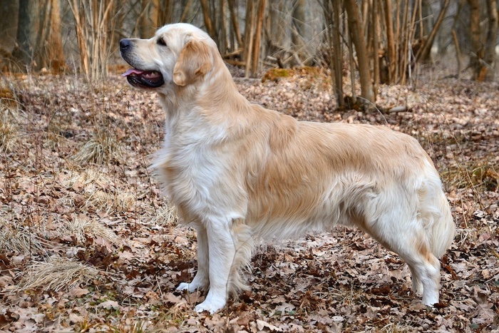 Golden retriever.