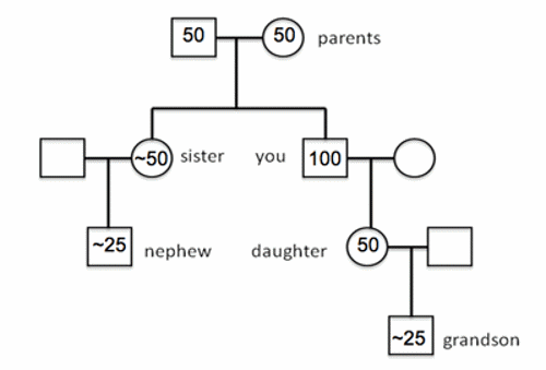 Pedigree chart.