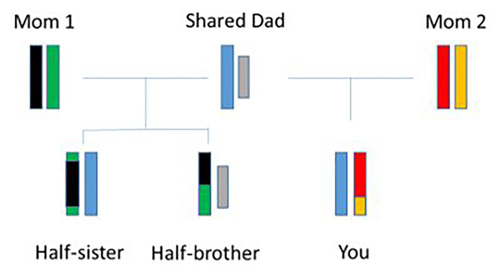 Mixing and matching scenario with mom 1, mom 2, and a shared dad.