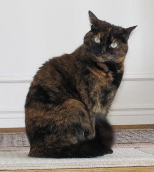 Tortoiseshell cat.