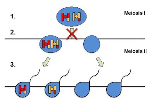 Abnormal meiosis