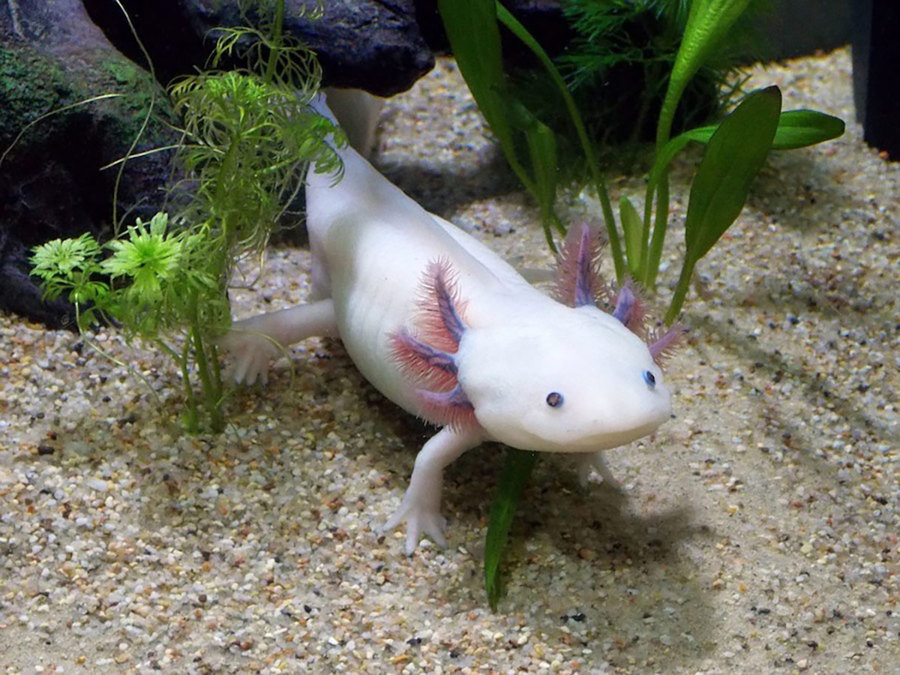 Axolotl.