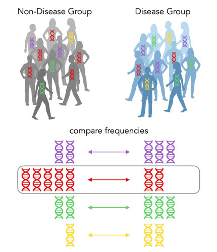 The "disease group" of people has 2 red alleles, out of 10 total. The "non disease group" of people has 5 red alleles, out of 10 total.