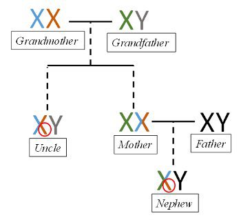 X chromosome inheritance.