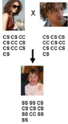 Parent 1 with 13 C, 7 S; Parent 2 with 13 C, 7 S; Child with 6C, 14S.