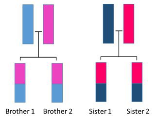 Chromosome inheritance.