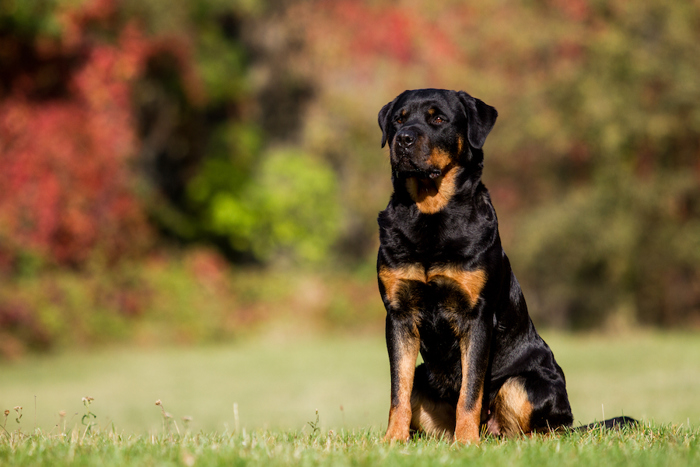 Rottweiler.