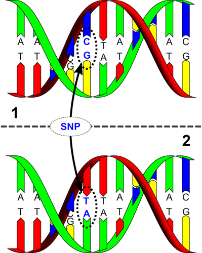 A SNP