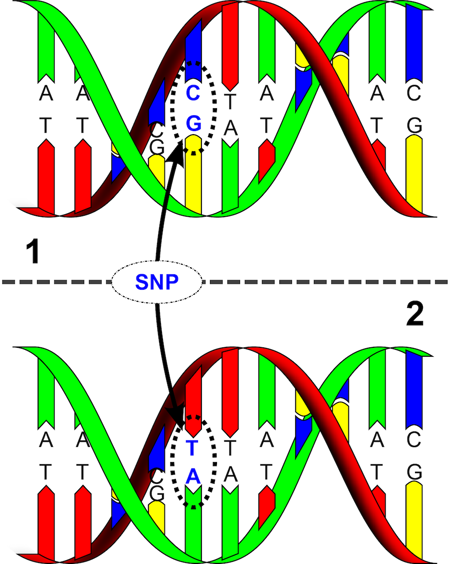 A SNP.