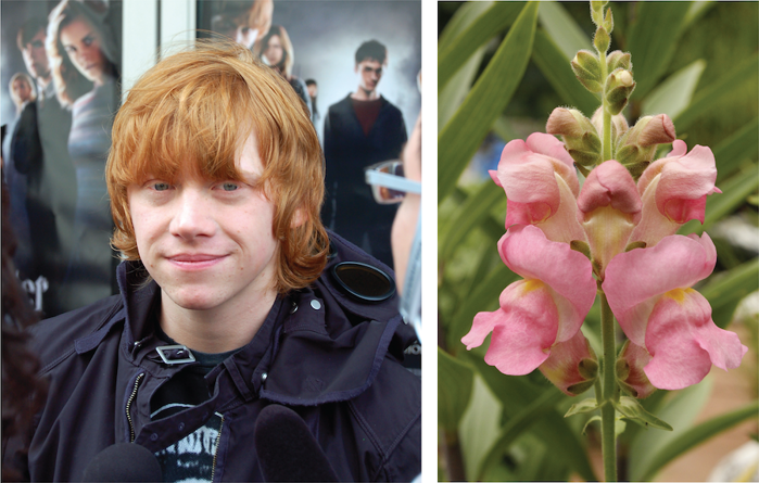 Red-headed Rupert Grint and a pink snapdragon flower.