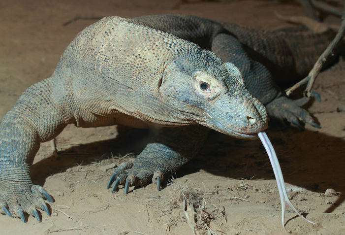 Komodo dragon.