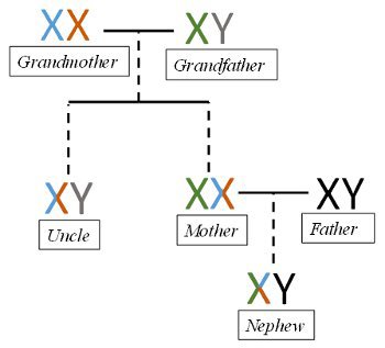 X Y inheritance.