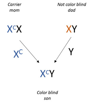 Inheritance with carrier mom and non-colorblind dad.