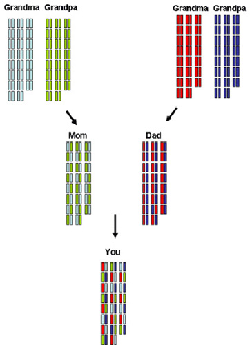 Inheritance without recombination.