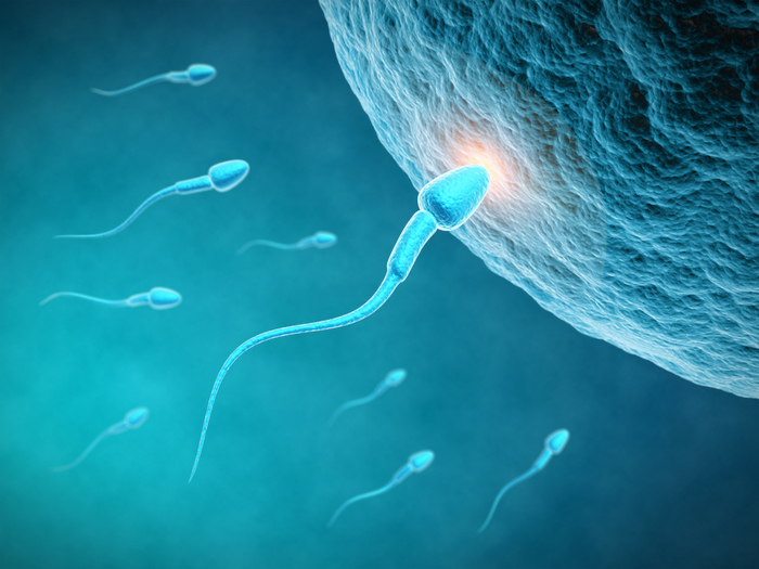 Sperm fertilizing egg.