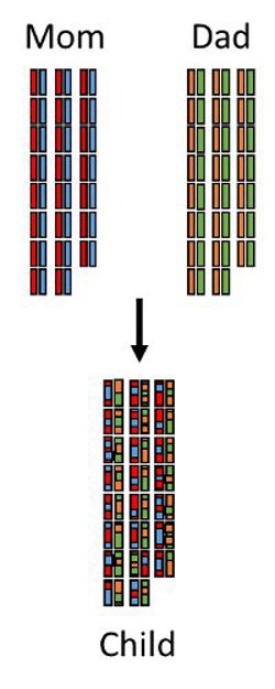 Chromosome recombination.