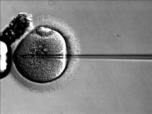 Egg being injected with a microneedle