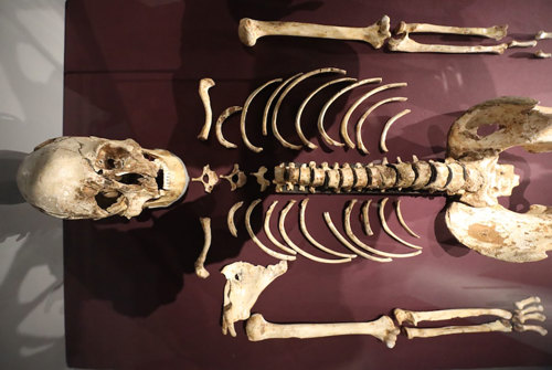 Cheddar man skeleton.