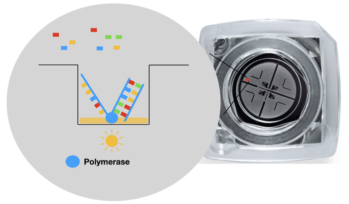 A PacBio flow cell, with a diagram showing how it reads DNA.