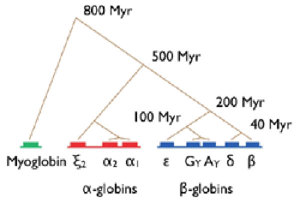 Hemoglobin gene family.