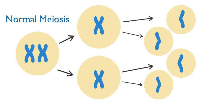 Meiosis.